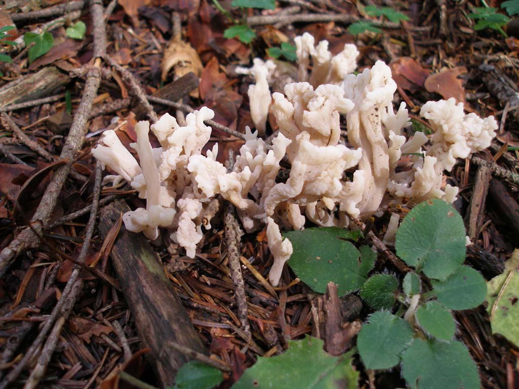 Funghi da determinare - 2